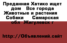 Преданная Хатико ищет дом - Все города Животные и растения » Собаки   . Самарская обл.,Жигулевск г.